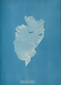 Kalymenia dubyi door Anna Atkins