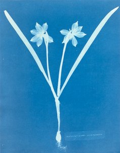 Leucojam Varium door Anna Atkins