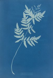 Osmunda Rigalis (Australië)