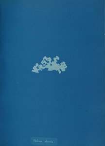 Padina deusta, ca. 1853 door Anna Atkins