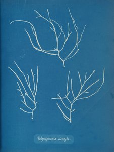 Polysiphonia elongata, ca. 1853 door Anna Atkins