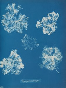 Polysiphonia fastigiata, ca. 1853 door Anna Atkins
