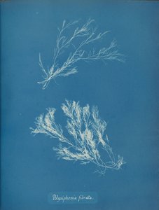 Polysiphonia fibrata, ca. 1853