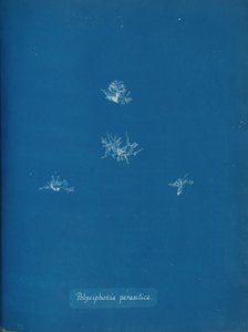 Polysiphonia parasitica door Anna Atkins
