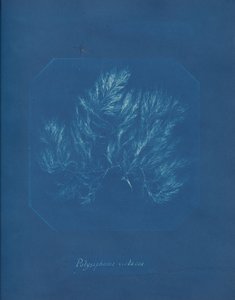 Polysiphonia violacea, ca. 1853 door Anna Atkins