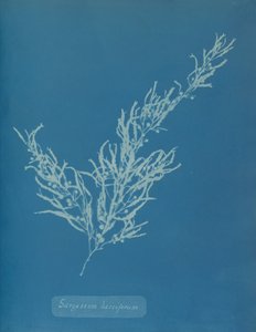 Sargassum bacciferum