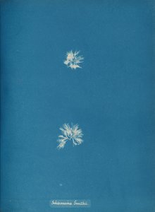 Schizonema Smithii, ca. 1853