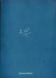 Schizonema Wyattiae, ca. 1853 door Anna Atkins