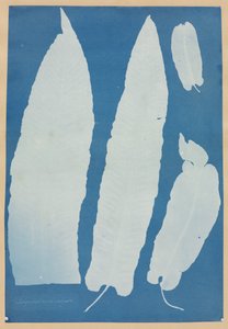 Scolopendrium Vulgare door Anna Atkins