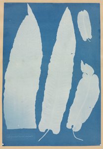 Scolopendrium Vulgare, 1852-1854 door Anna Atkins