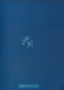 Sphacelaria cirrhosa, ca. 1853 door Anna Atkins