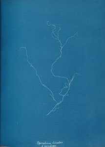 Sporochnius rhizodes ß paracloxa, ca. 1853 door Anna Atkins