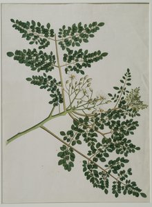 Moringa oleifera, ook wel mierikswortelboom of drumstickboom genoemd door Anna Maria Jones