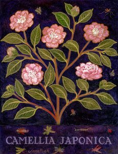 Camellia door Anna Pugh