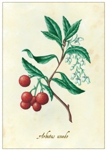 Arbutus unedo door Annalisa Morrocco