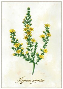 Hypericum perforatum, 2015 door Annalisa Morrocco