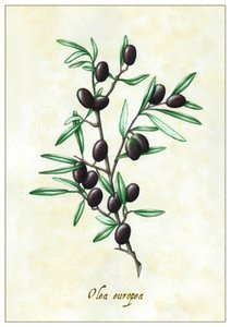 Olea Europea door Annalisa Morrocco