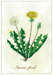 Taraxacum officinale