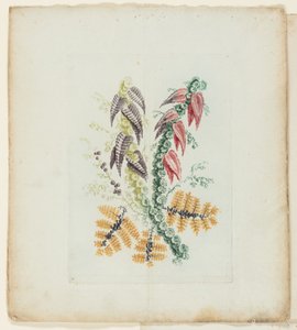 Plaat, uit Nieuwe Suite van Notitieboekjes van Ideale Bloemen voor Gebruik door Tekenaar en Schilder