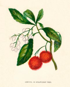 Arbutus, of Aardbeiboom, ca. 1891, 1891 door Anne Pratt