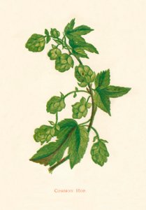 Gewone hop door Anne Pratt