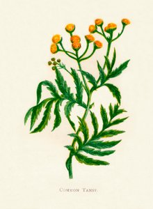 Gewone boerenwormkruid, c1891, 1891 door Anne Pratt