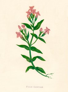 Veldgentiaan, ca. 1891, 1891 door Anne Pratt
