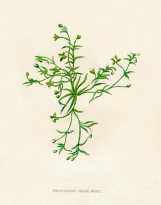 Liggende Parel-Wort, ca. 1891 door Anne Pratt