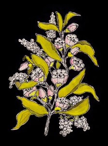 Botanische bloemen op zwart