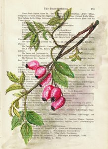 Tak met rozenbottels, aquarel, natuurstudie door Annick
