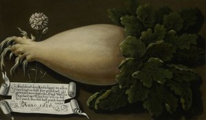 Een gigantische radijs door Anonymous