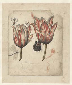 Blad met twee tulpen en enkele insecten