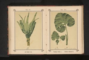 Blad van een klein hoefblad en een blad van een groot hoefblad