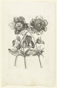Drie bloemen
