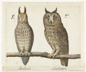 Dwergooruil en Ransuil (Lombard album)