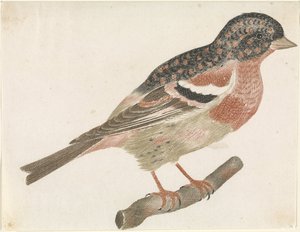Een mannetjes keep (Fringilla montifringilla) op een tak naar rechts door Anonymous
