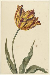 Geel-oranje-rode tulp