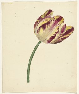 Geel-rode tulp door Anonymous