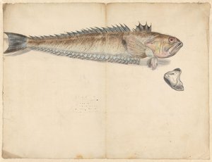 Grote pieterman (Trachinus Draco) door Anonymous