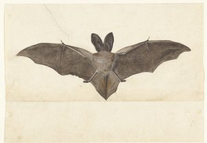 Grootoorvleermuis (Lombard album) door Anonymous
