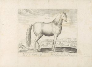Hengst uit Anatolië