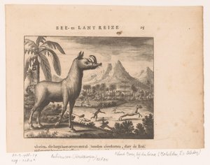 Hertzwijn of gouden babiroessa door Anonymous
