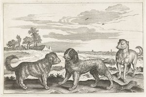 Honden