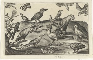 Hop en andere vogels door Anonymous
