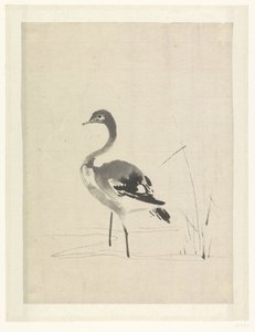 Jonge kraanvogel door Anonymous