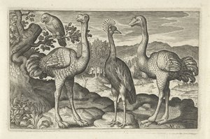 Kroonkraanvogel tussen twee struisvogels