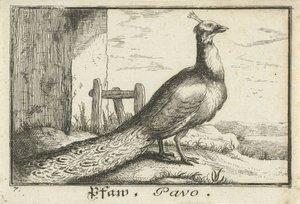 Landschap met pauw door Anonymous