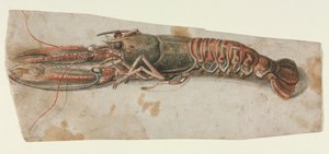 Kreeft (recto)