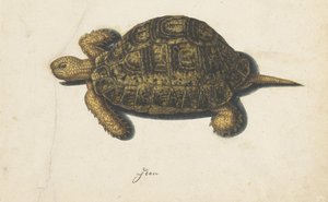 Moerasschildpad (Lombard album)