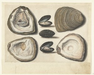 Oesters en mosselen door Anonymous
